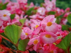 花开满塘！来解锁夏日限定浪漫→ 来