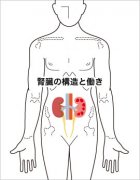 この糸球体はふるいのような構造を