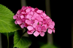 仿佛桃花的花瓣在转动